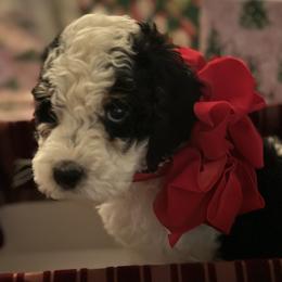Bernedoodles and Cockapoos from Sassy Bob’s Dogs
