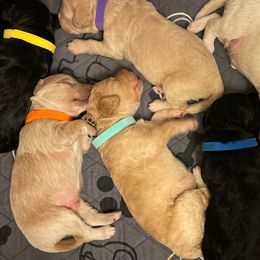 Goldendoodles from McMoniDoodles