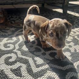 Dachshund Puppies from Dapper Dachshund