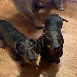 Dachshunds and Leonbergers from Smokey Mountain Leos/Black Forest WHD