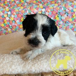 Miniature Schnauzer Puppies from JC Parti Schnauzers