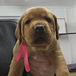 Cheyenne - Yellow female Labrador Retriever puppy in Sidney, Nebraska from Nebraska Strong Labradors
