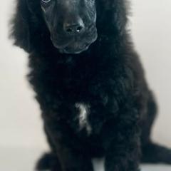 Poodles from COpoodles
