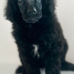 Poodles from COpoodles