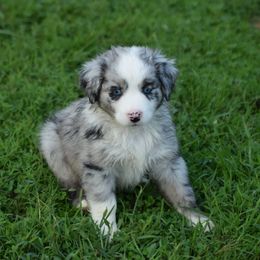 Australian Shepherd and Miniature Australian Shepherd Puppies from Gleiming Stars Aussie