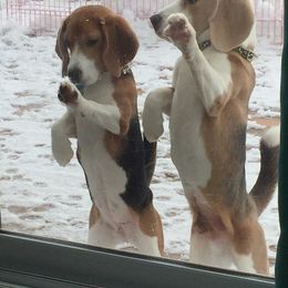 Beagle and Pomeranian All Grown Up from Celtic Rose Kennels