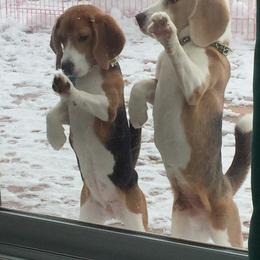 Beagle and Pomeranian All Grown Up from Celtic Rose Kennels