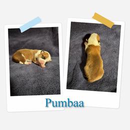 Pumbaa - White and red male Pembroke Welsh Corgi puppy in Athens, Alabama from Southern Sass Corgis