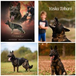 German Shepherd puppies from C6 Ranch & Shepherds