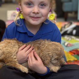 Australian Labradoodle Puppies from Maple Lane Australian Labradoodles