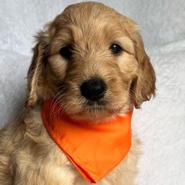 Cannoli - Apricot Goldendoodle puppy in Summerville, South Carolina from Pawmazing Doodles