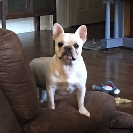 Piper - French Bulldog