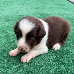 Hunter - Red tri-color male Australian Shepherd puppy in Mount Vernon, Texas from RJ's Aussie Posse