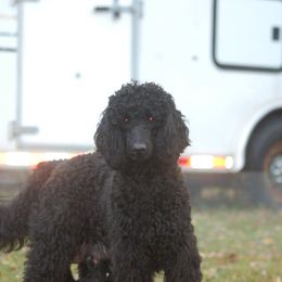 Double Doodle, Goldendoodle, and Poodle Puppies from Top of the Hill Doodles
