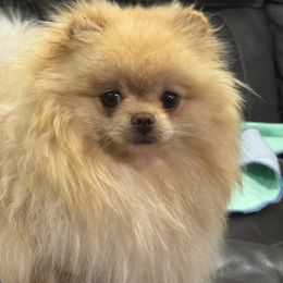 Taffy - Pomeranian