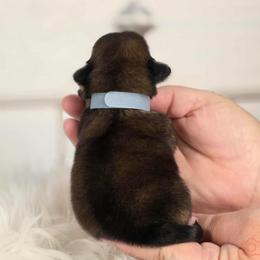 French Bulldog and Pekingese Puppies from SFLK
