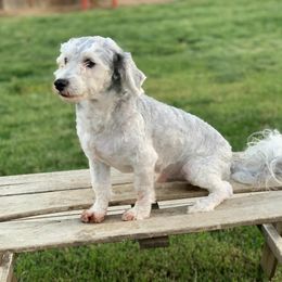 Archie - Havanese