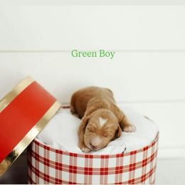 Green Boy - Red  male Goldendoodle puppy in Rio Linda, California from GoldendoodlePaw