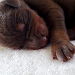 Doberman Pinscher puppies from Double-Take Doberman Kennels