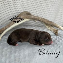 Bunny - Red tri male Miniature Australian Shepherd puppy in Cody, Wyoming from Quartz Creek Aussies