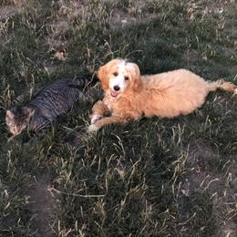 Goldendoodle All Grown Up from Blushing Doodles