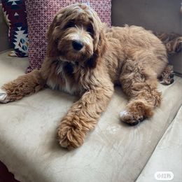 Bernedoodle and Goldendoodle All Grown Up from TurkeyCreek Doodles