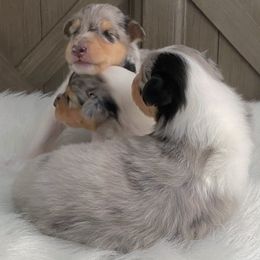 Collies from SUNCREST COLLIES