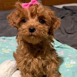 Lucy Lou - Apricot female Goldendoodle puppy in Centralia, Missouri from Oodles Of Doodles Mo.