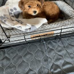 Havanese Puppies from Nanas Devinely Designed Havanese