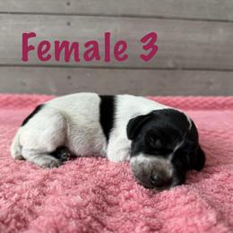 Delilah - Black roan female German Shorthaired Pointer puppy in Axton, Virginia from Red Clay Kennels