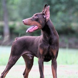 Rocco - Doberman Pinscher