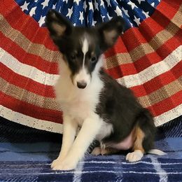 Pixie - Black white and tan female Shetland Sheepdog puppy in Altha, Florida from Hill Top Shelties