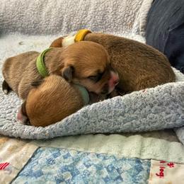 Pembroke Welsh Corgi Puppies from Annwyl McCorgis