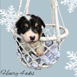 Henry - Black and white male American Corgi puppy in Mansfield, Ohio from Moonrise corgis