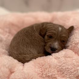 Gracie - Red  female Goldendoodle puppy in Kansas City, Kansas from Bella & Ivy’s Mini Goldendoodles of KC