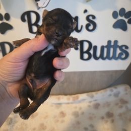 Nelson - Black and tan male Yorkshire Terrier puppy in Clermont, Florida from Bella's Prissy Butts