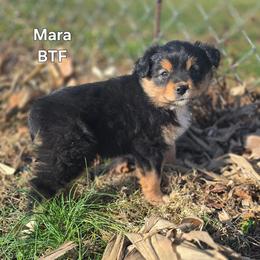 Mara - Black tri female Miniature Australian Shepherd puppy in East Berlin, Pennsylvania from Stoney Point Frenchies & Mountain Top Shepherds