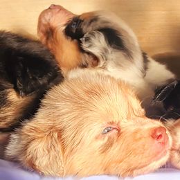 Australian Shepherd Puppies from Whimsical Aussies