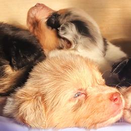 Australian Shepherd Puppies from Whimsical Aussies