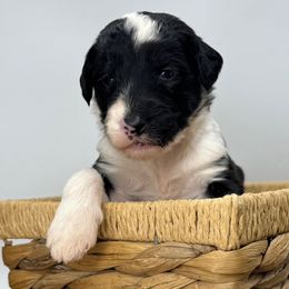 Dancer - Black and white female Sheepadoodle puppy in Greeneville, Tennessee from Smokey Mountain Sheepadoodles