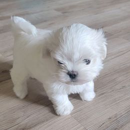 Mr. Yellow - White male Maltese puppy in Allentown, Pennsylvania from Linda's Lovely Maltese
