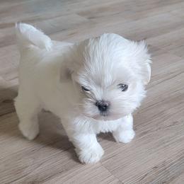 Mr. Yellow - White male Maltese puppy in Allentown, Pennsylvania from Linda's Lovely Maltese