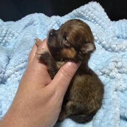 Titan - Orange sable male Pomeranian puppy in Waterloo, Indiana from Garcias Pomeranian