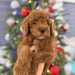 French Bulldog and Goldendoodle Puppies from Haus of Pawz