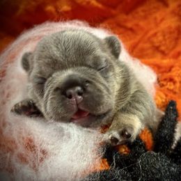 Glimmerglow - Tricolors male French Bulldog puppy in Rockville, Indiana from Blaze Of Glory Bostons & Frenchies