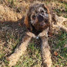 Kovu - Phantom male Poodle puppy in Thomasville, North Carolina from Gypsy Moon's Legacy