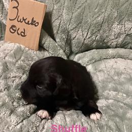 Shuffle - Black & white female Australian Shepherd puppy in Wisconsin Dells, Wisconsin from Nicara kennel