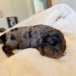 White Boy - Blue merle male Bernedoodle puppy in Fort Gibson, Oklahoma from Waggle Doodles