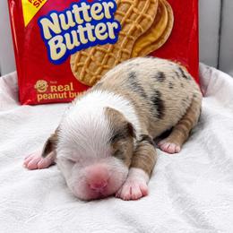 Nutter Butter - Red merle male Miniature Australian Shepherd puppy in Cave Creek, Arizona from Arizona Aussies