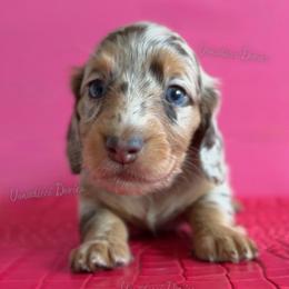 Doctor Barbie - Dapple female Dachshund puppy in Chandler, Arizona from Vonaducci Doxies, LLC.